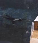 'Pretty Little Liars' 4.09 Preview: Is Spencer Drowning?