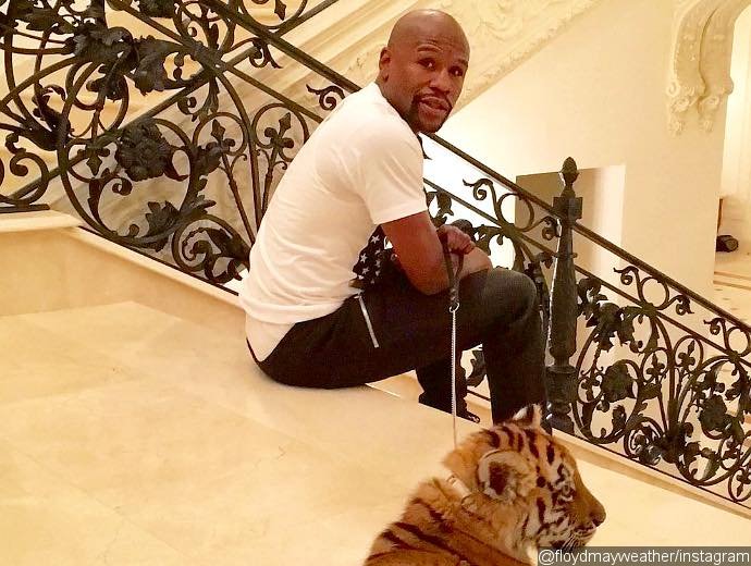 Floyd Mayweather Comes Under Fire After Getting Pet Tiger as Christmas Gift