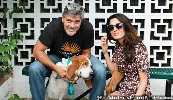 George Clooney and Wife Amal Alamuddin Adopt Rescue Dog