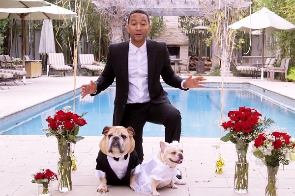 Video: John Legend Officiates Dogs' Wedding to Benefit Charity