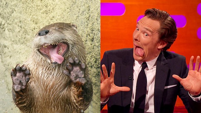 See Benedict Cumberbatch's Hilarious Otter Faces