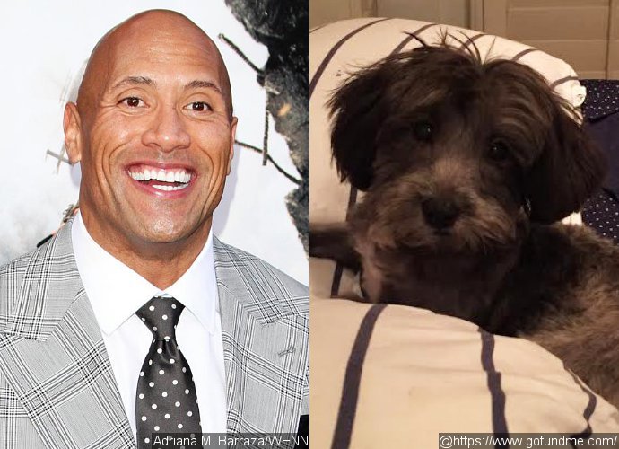 The Rock Throws In $1,500 for Sick Puppy Named After Him