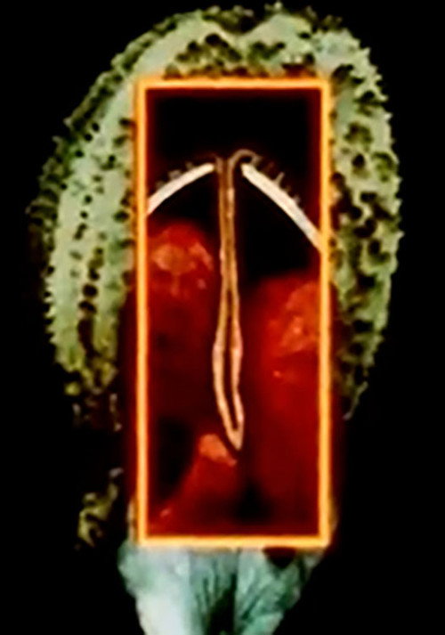 Maternal Language Part 1: The Construction of Maternal Form & its Adaptation to 