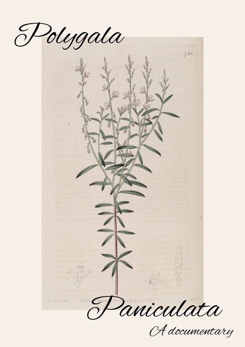 Polygala Paniculata