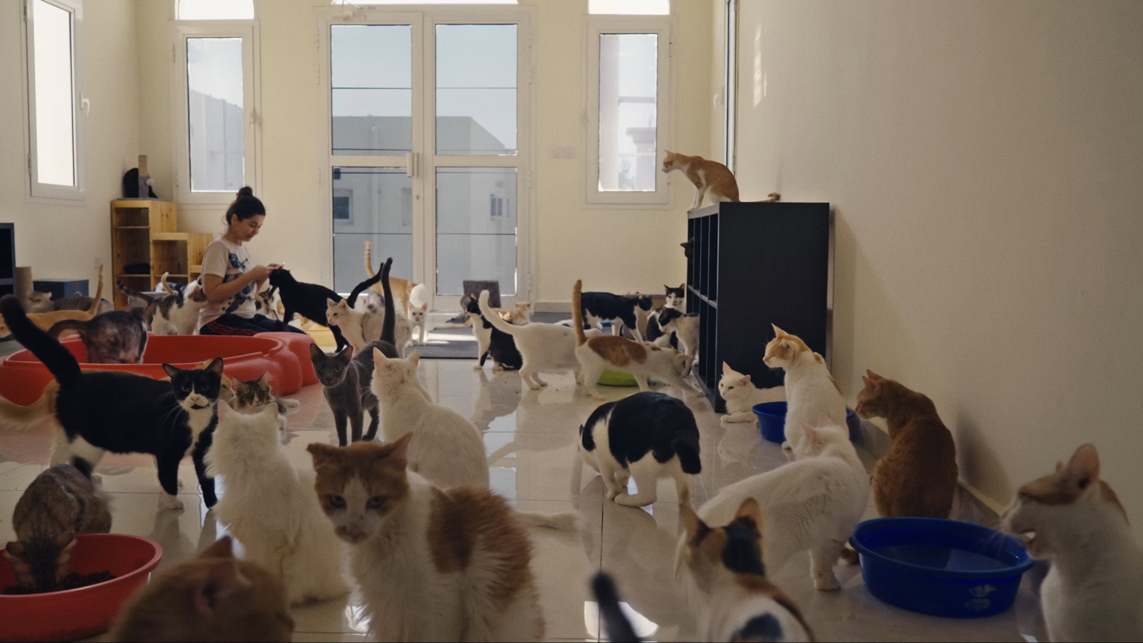 25 Cats from Qatar (2026)
