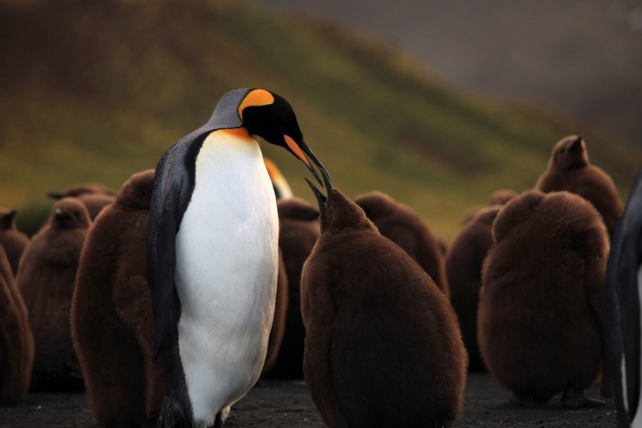 A scene from Cinedigm's Adventures of the Penguin King (2013). Photo credit by Danny Spencer.