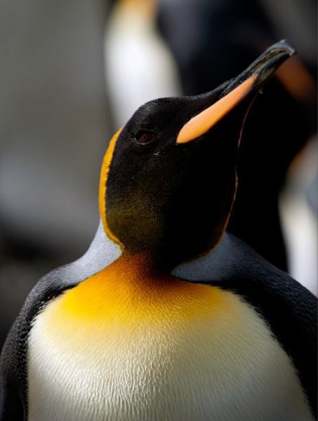 Adventures of the Penguin King Picture 1