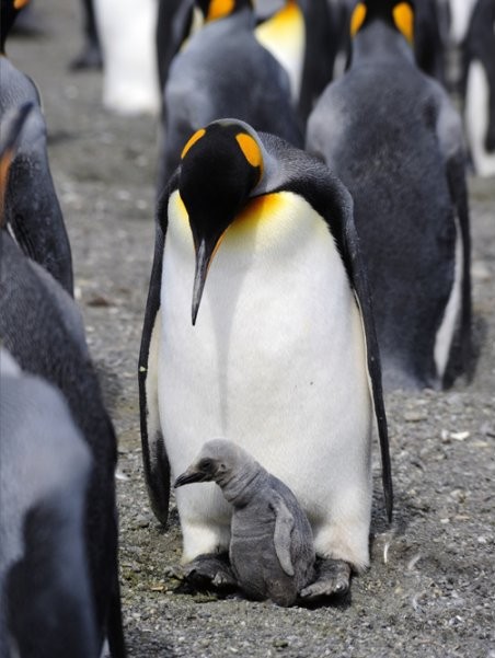 Adventures of the Penguin King Picture 1