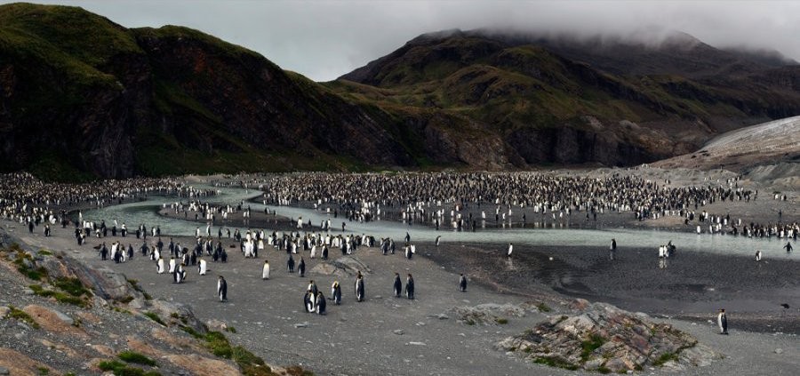A scene from Cinedigm's Adventures of the Penguin King (2013). Photo credit by Oskar Strom.