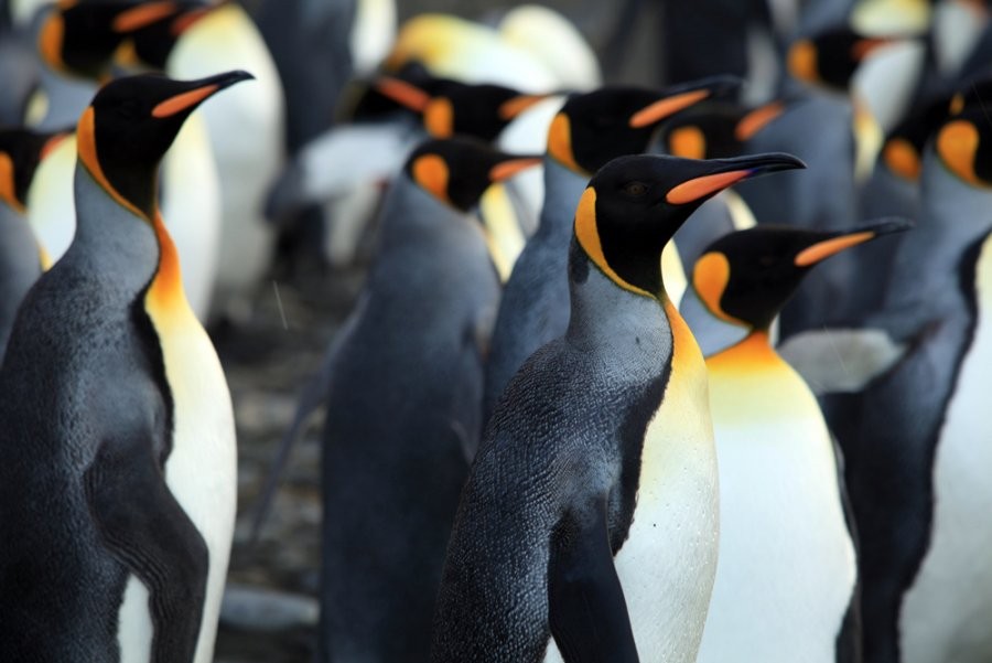 A scene from Cinedigm's Adventures of the Penguin King (2013). Photo credit by Danny Spencer.