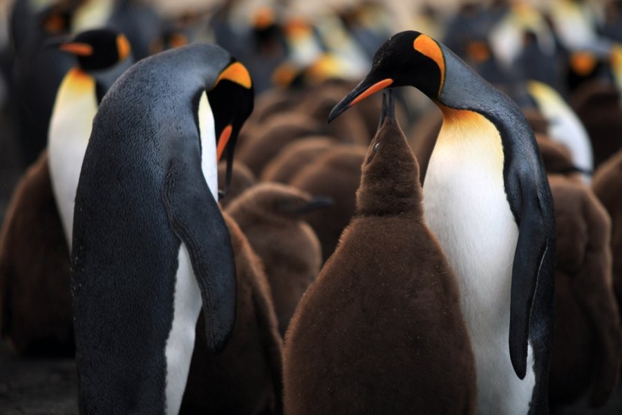 A scene from Cinedigm's Adventures of the Penguin King (2013). Photo credit by Danny Spencer.