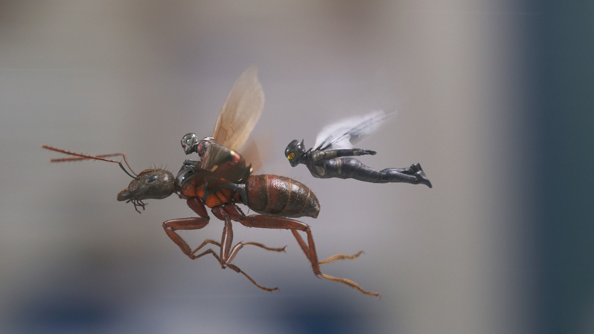 Ant-Man and The Wasp from Walt Disney Pictures' Ant-Man and the Wasp (2018)