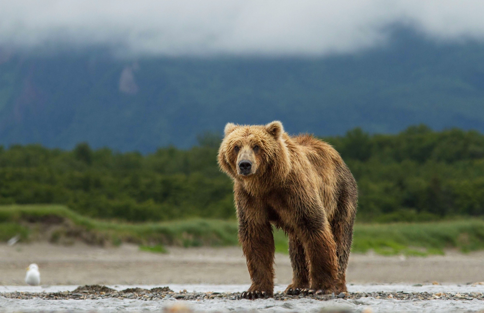 A scene from Disneynature's Bears (2014)