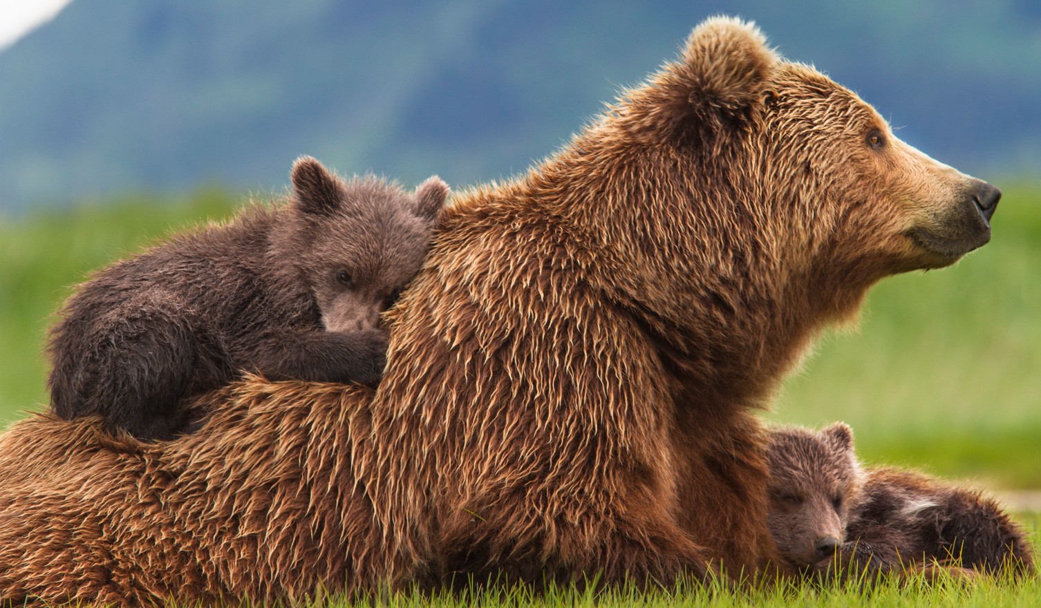 Sky, Amber and Scout from Disneynature's Bears (2014)