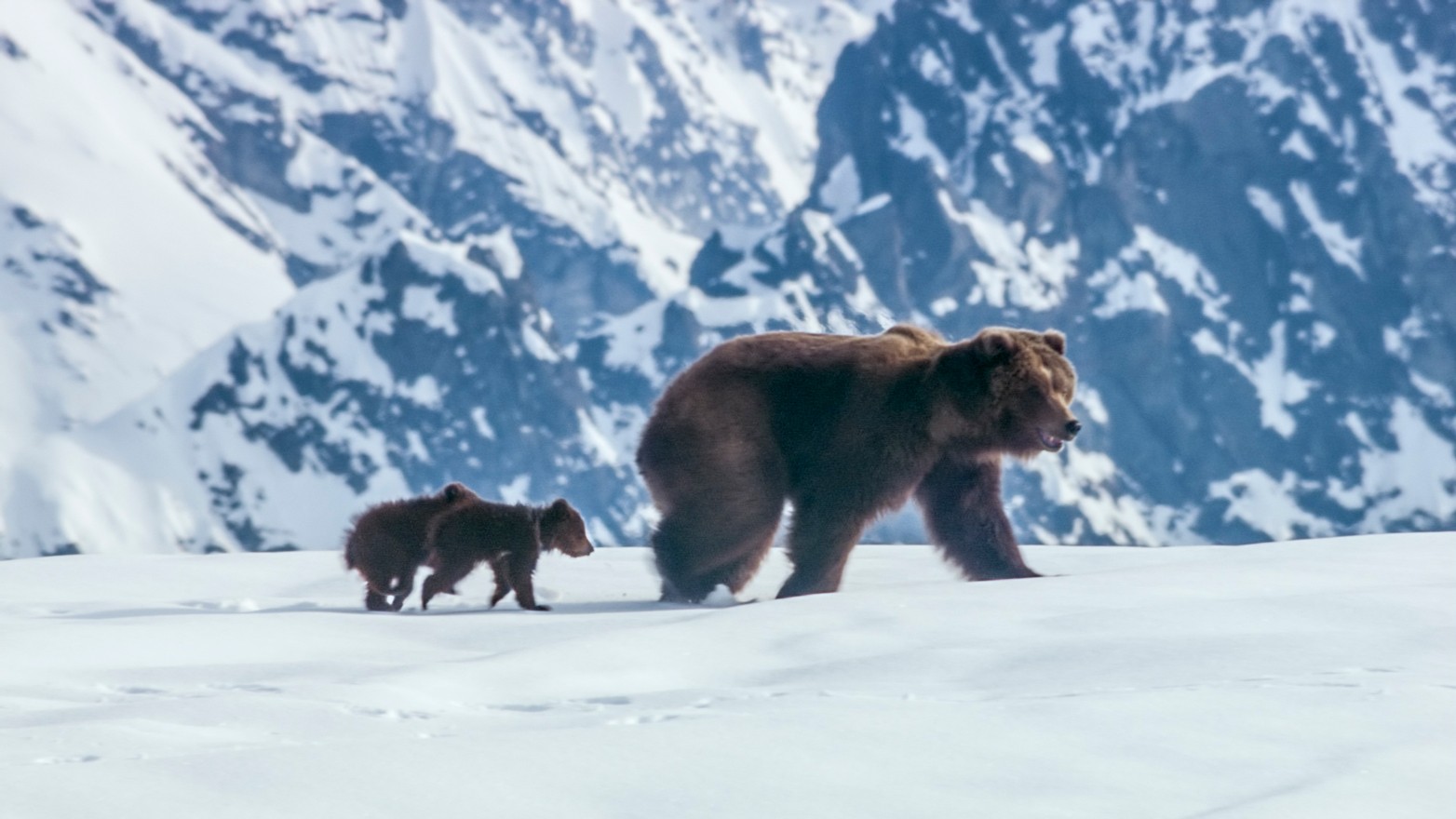 A scene from Disneynature's Bears (2014)