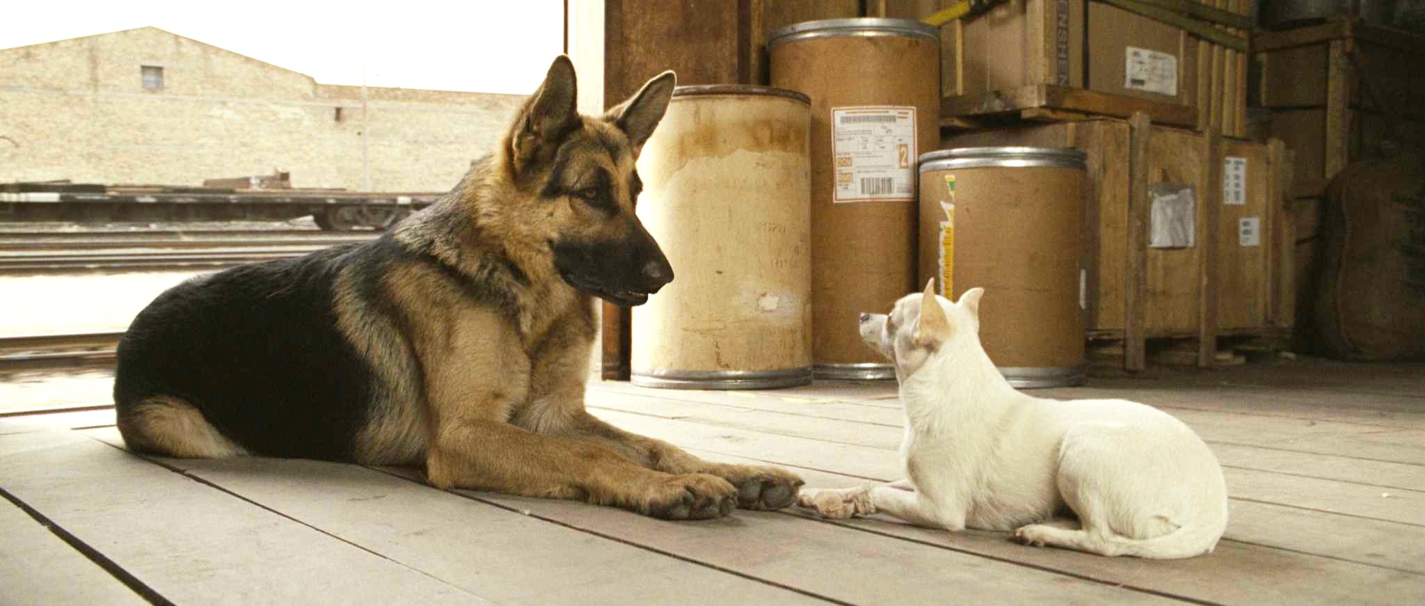 A scene from Walt Disney Pictures' Beverly Hills Chihuahua (2008). Photo credit by Cinesite.