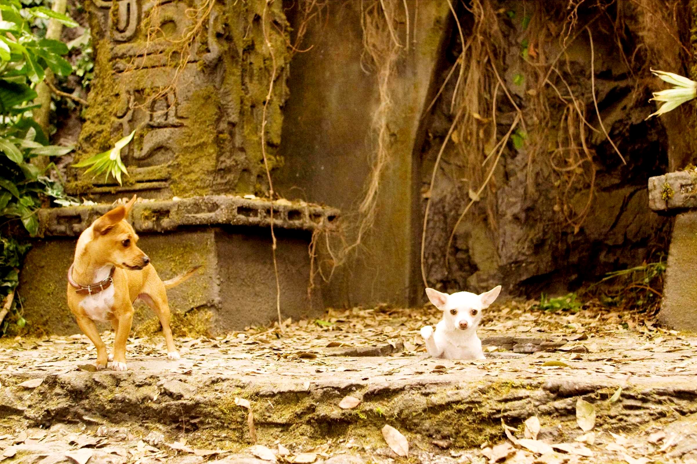 A scene from Walt Disney Pictures' Beverly Hills Chihuahua (2008). Photo credit by Daniel Daza.