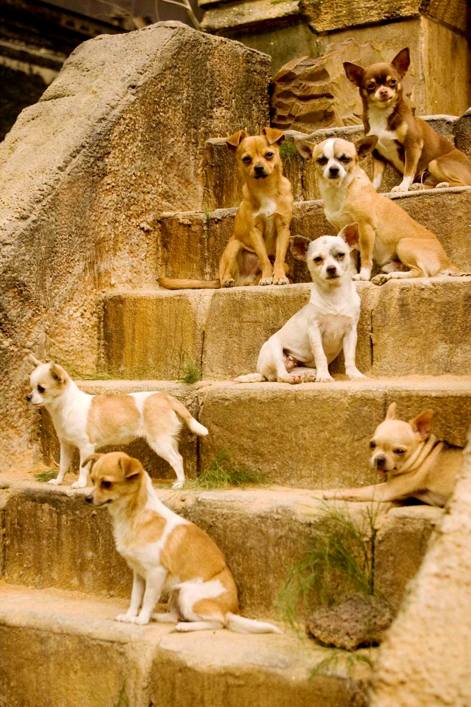 A scene from Walt Disney Pictures' Beverly Hills Chihuahua (2008). Photo credit by Daniel Daza.