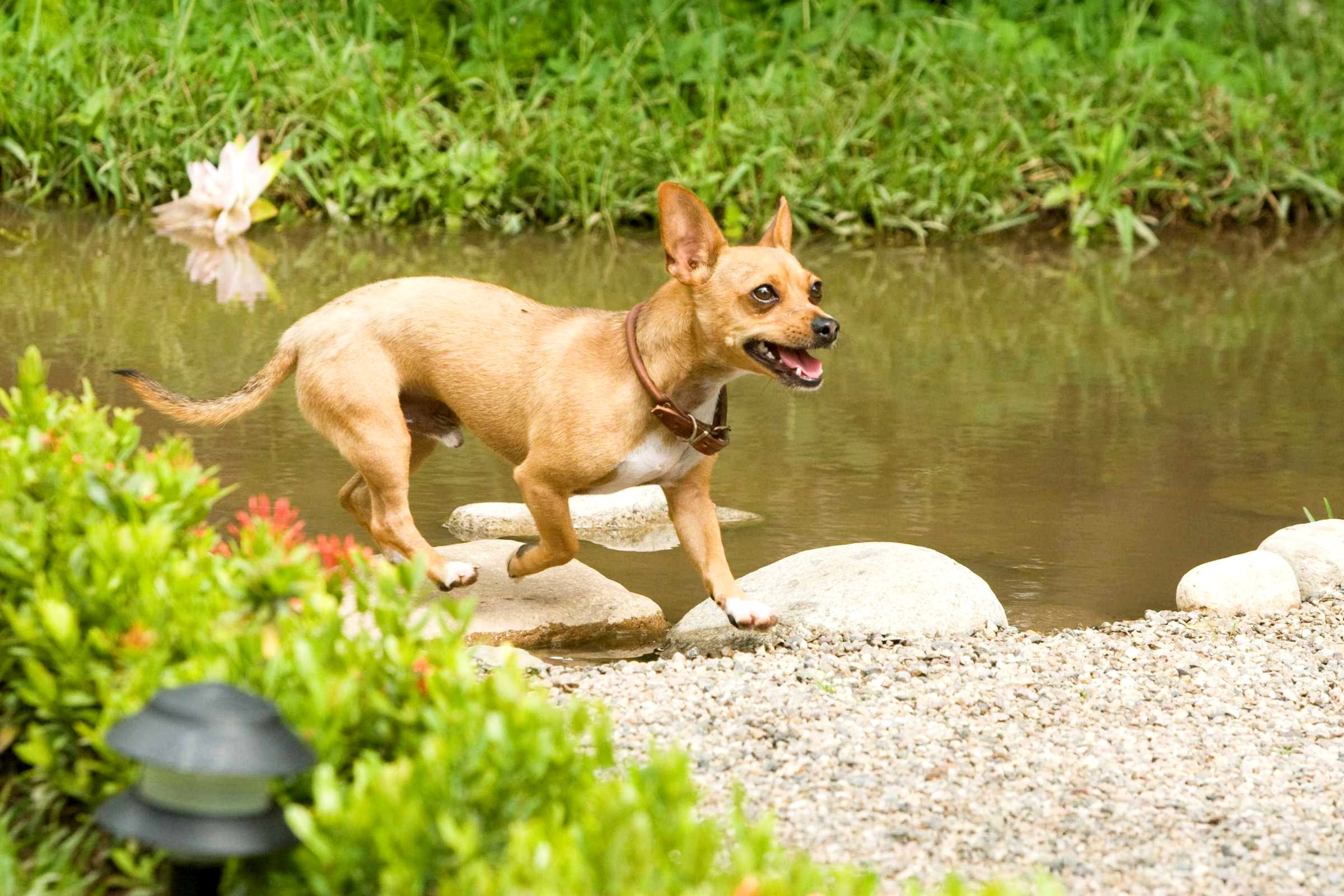 A scene from Walt Disney Pictures' Beverly Hills Chihuahua (2008). Photo credit by Daniel Daza.