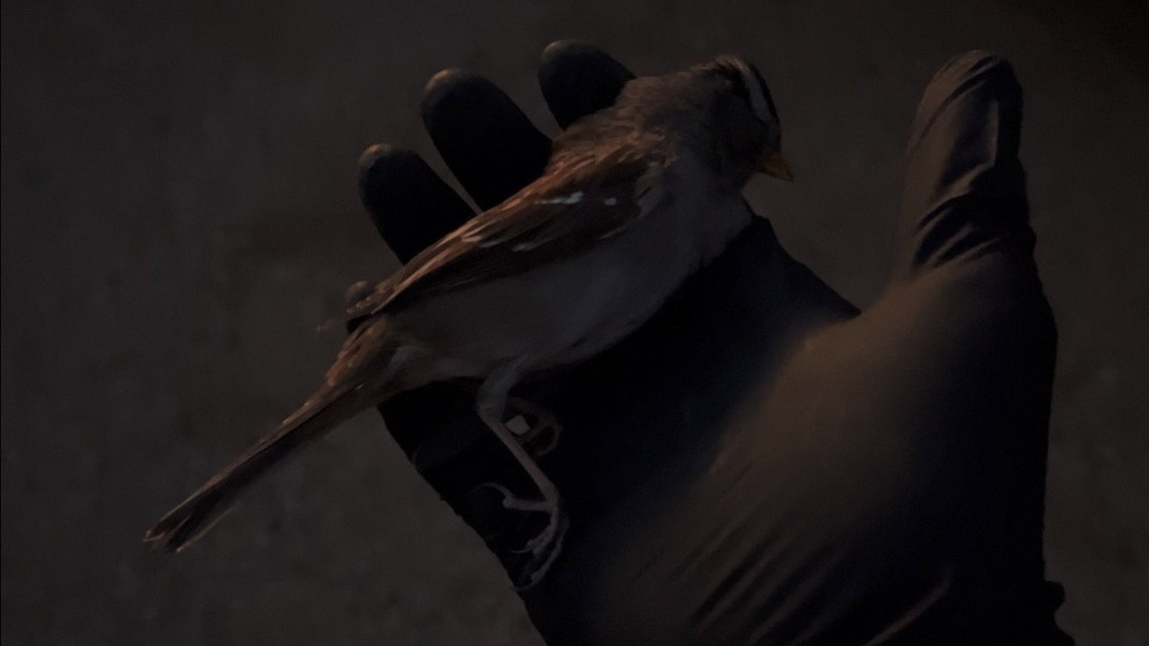 Certainties (2026)