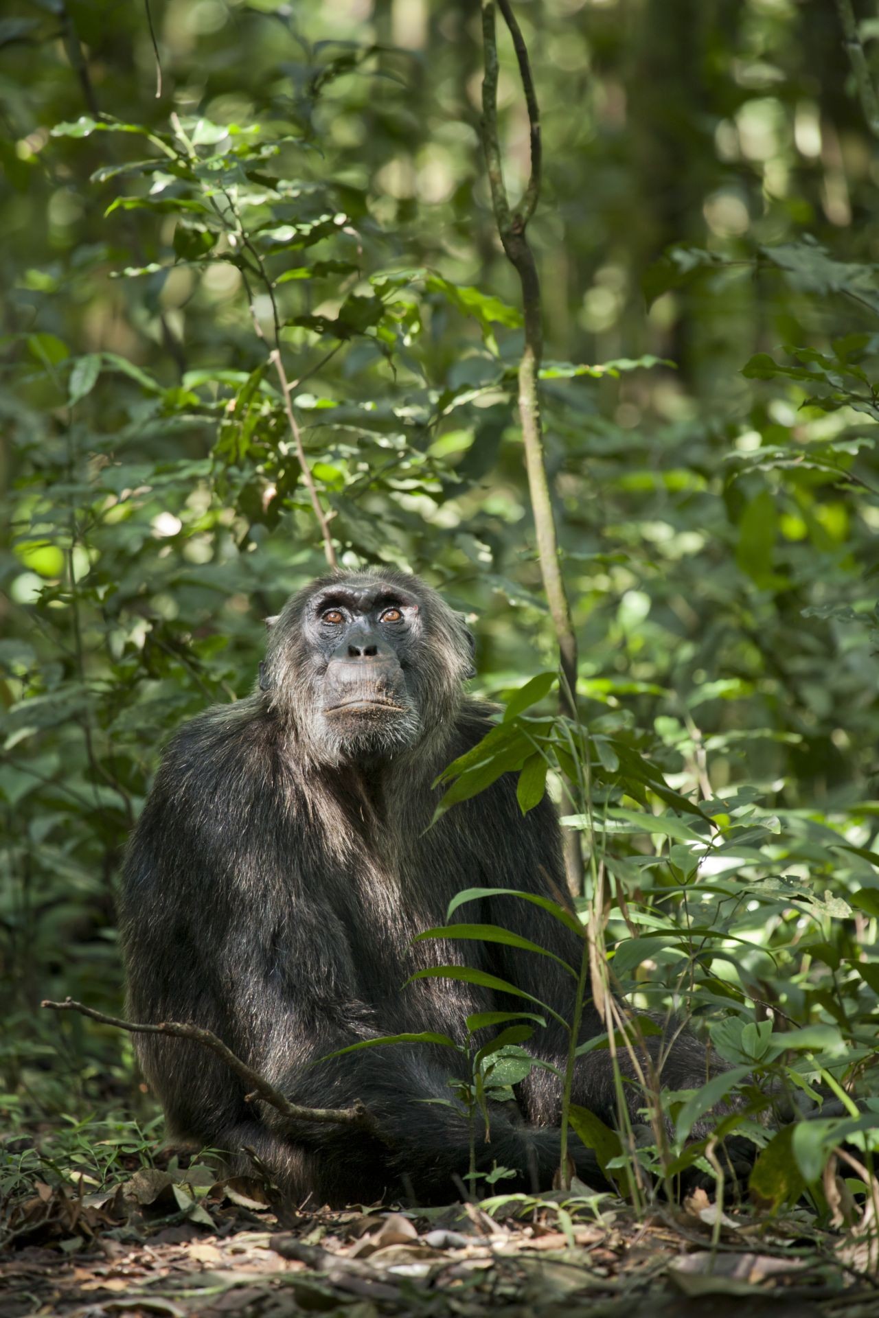 A scene from Walt Disney Pictures' Chimpanzee (2012). Photo credit by Kristin J Mosher.