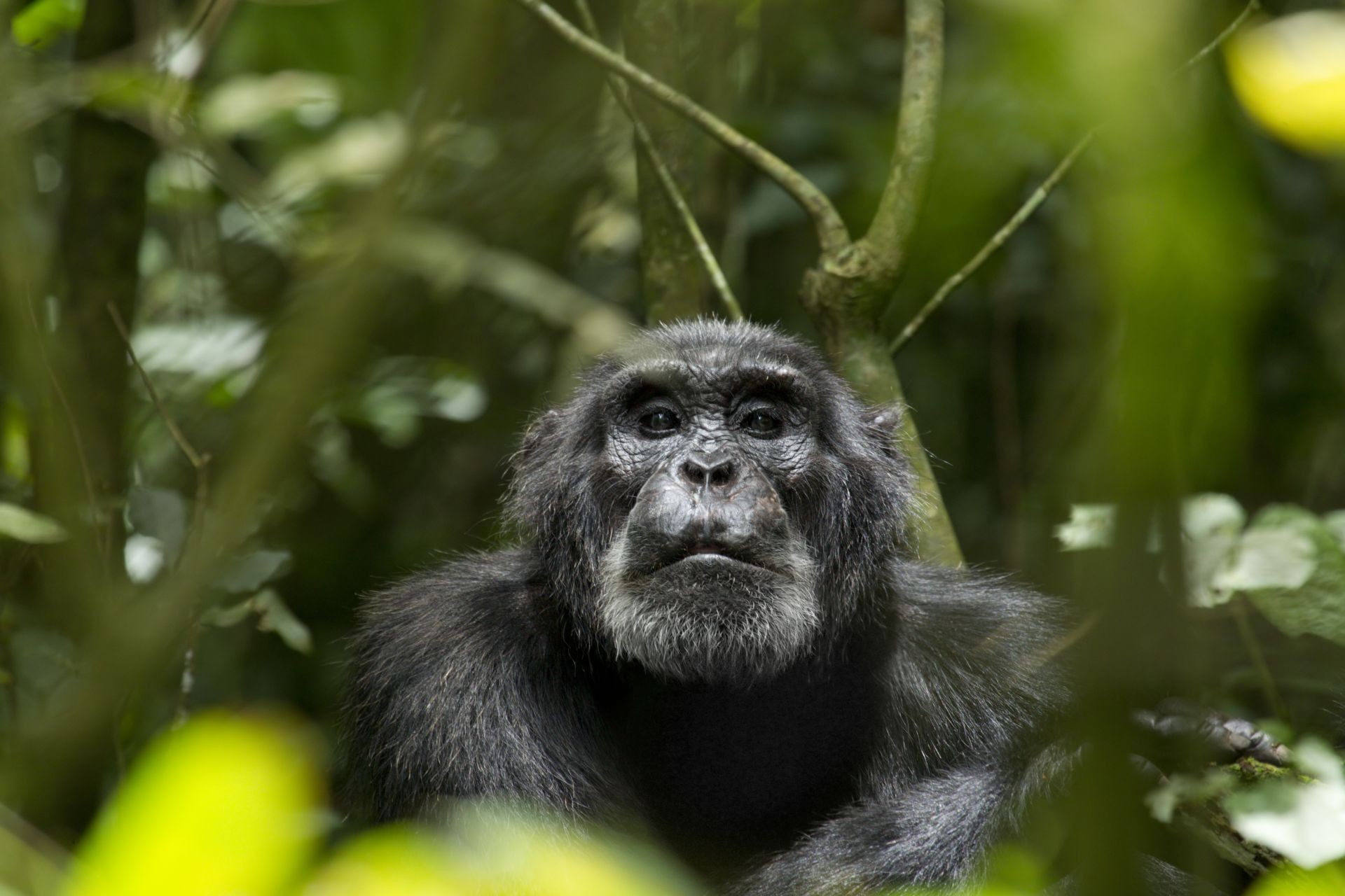 A scene from Walt Disney Pictures' Chimpanzee (2012). Photo credit by Kristin J Mosher.