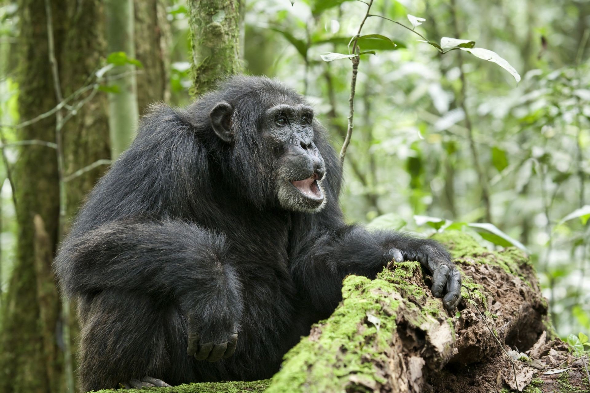 Chimpanzee Picture 28