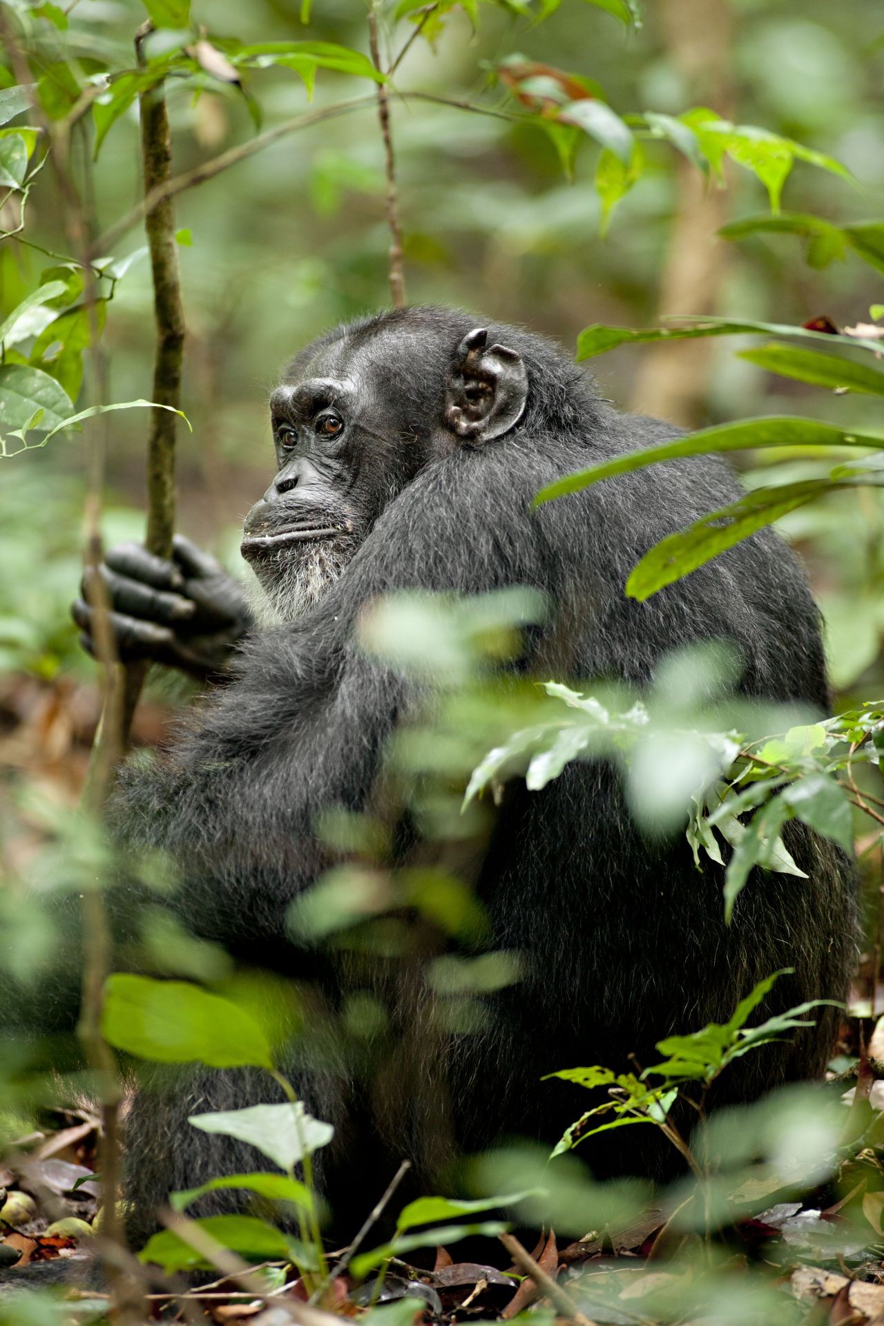 A scene from Walt Disney Pictures' Chimpanzee (2012). Photo credit by Martyn Colbeck.