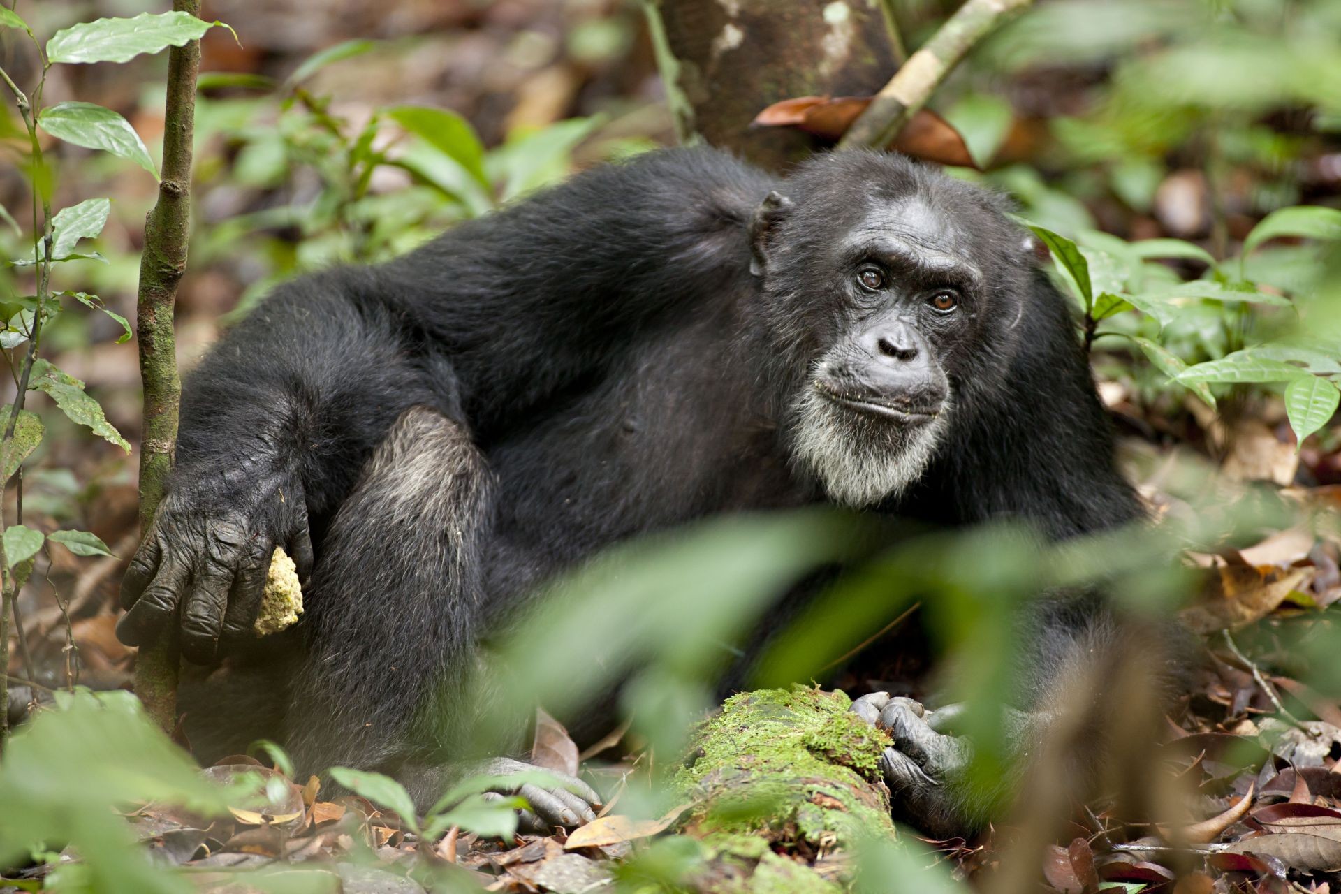 A scene from Walt Disney Pictures' Chimpanzee (2012). Photo credit by Martyn Colbeck.