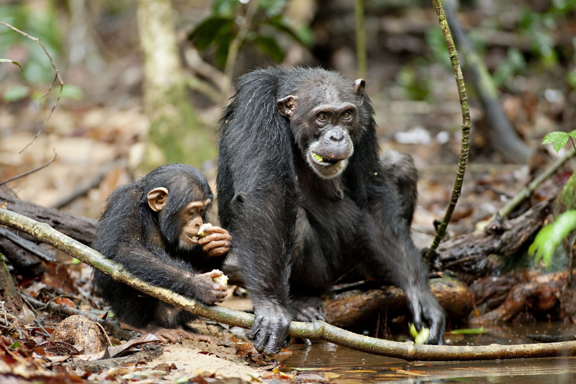 Chimpanzee Picture 37