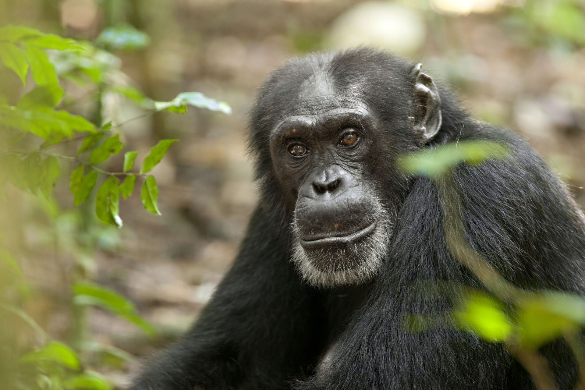 A scene from Walt Disney Pictures' Chimpanzee (2012). Photo credit by Martyn Colbeck.