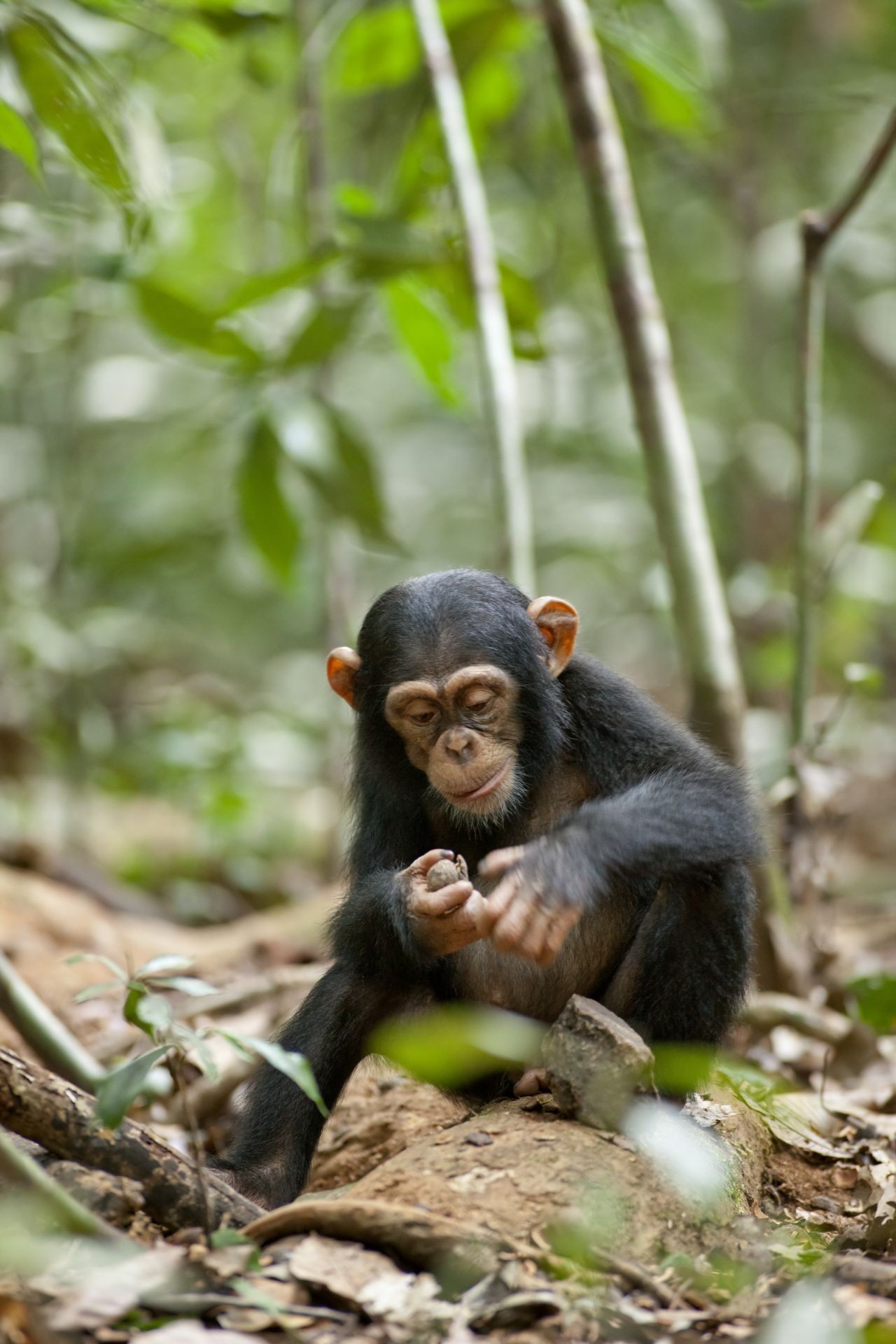A scene from Walt Disney Pictures' Chimpanzee (2012). Photo credit by Mark Linfield.