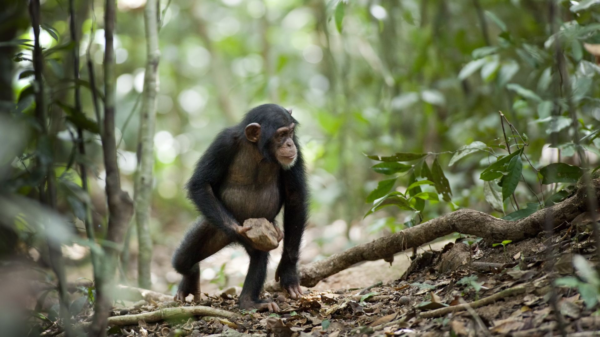 the 3rd chimpanzee the 3rd chimpanzee
