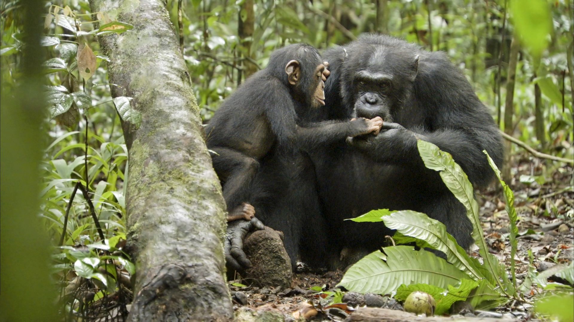 A scene from Walt Disney Pictures' Chimpanzee (2012)