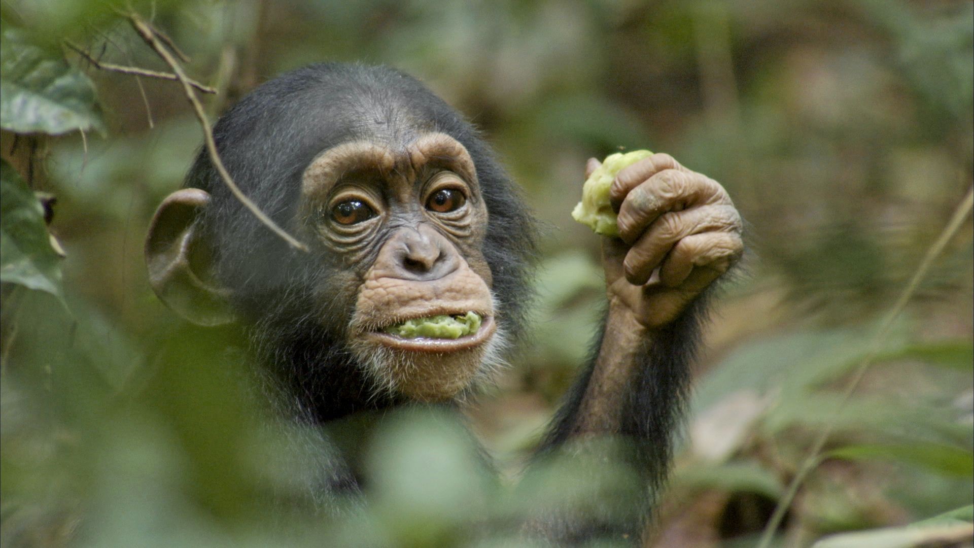 disney plus chimpanzee disney plus chimpanzee