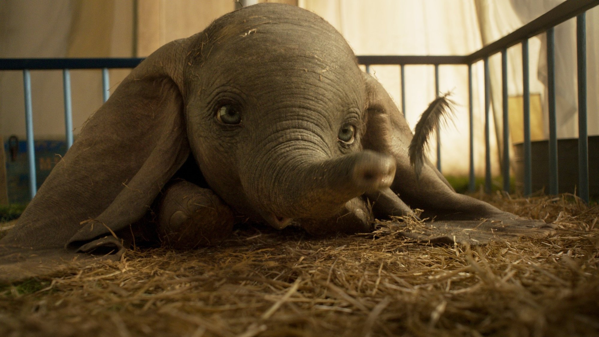 Dumbo from Walt Disney Pictures' Dumbo (2019)