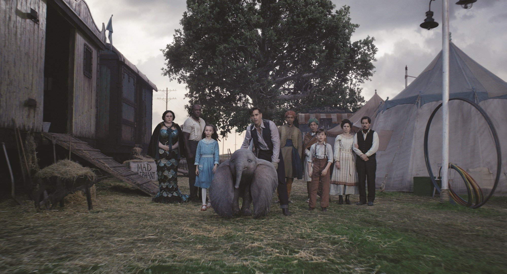 seamores dumbo seamores dumbo
