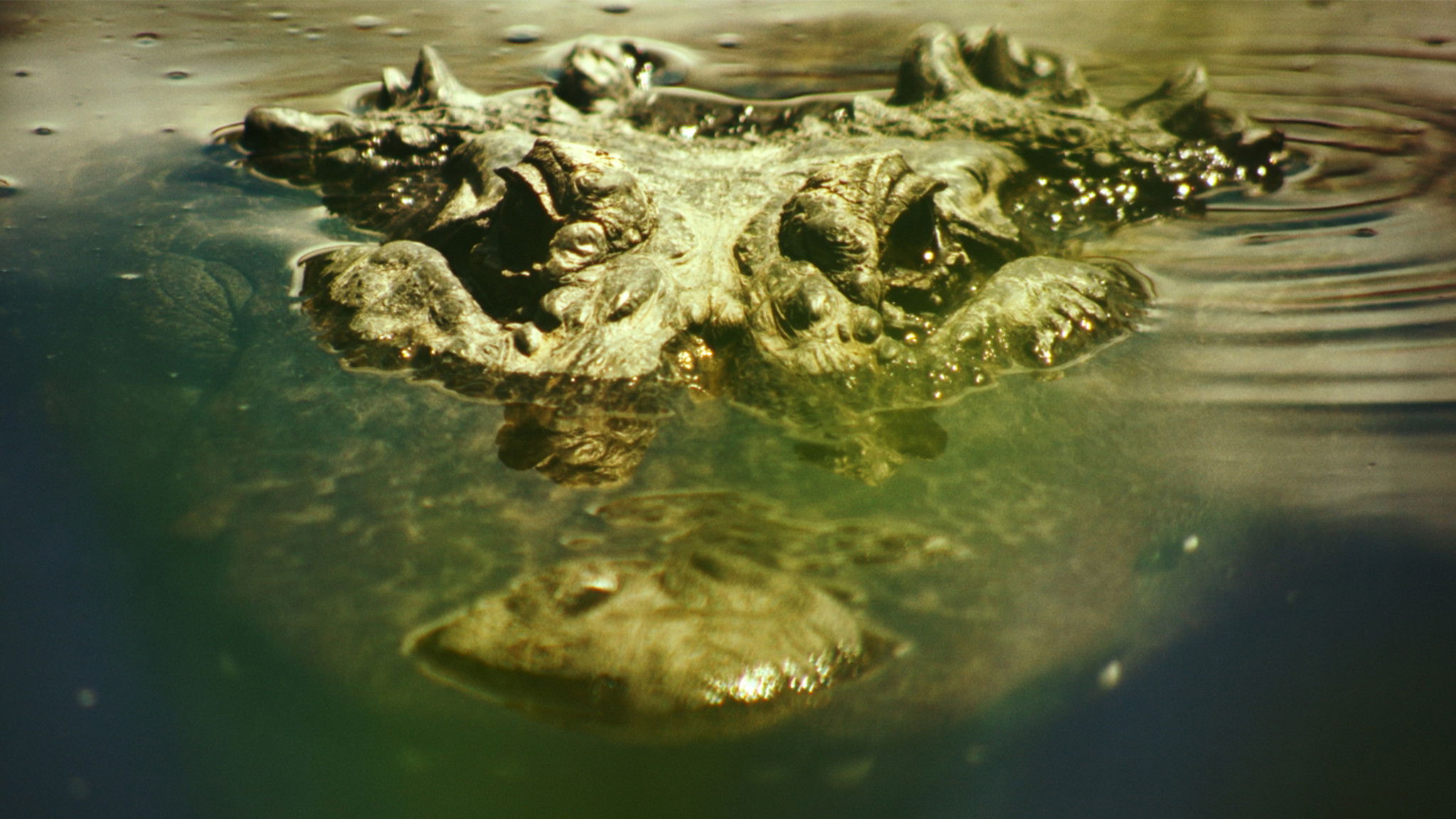 Gatorville (2026)