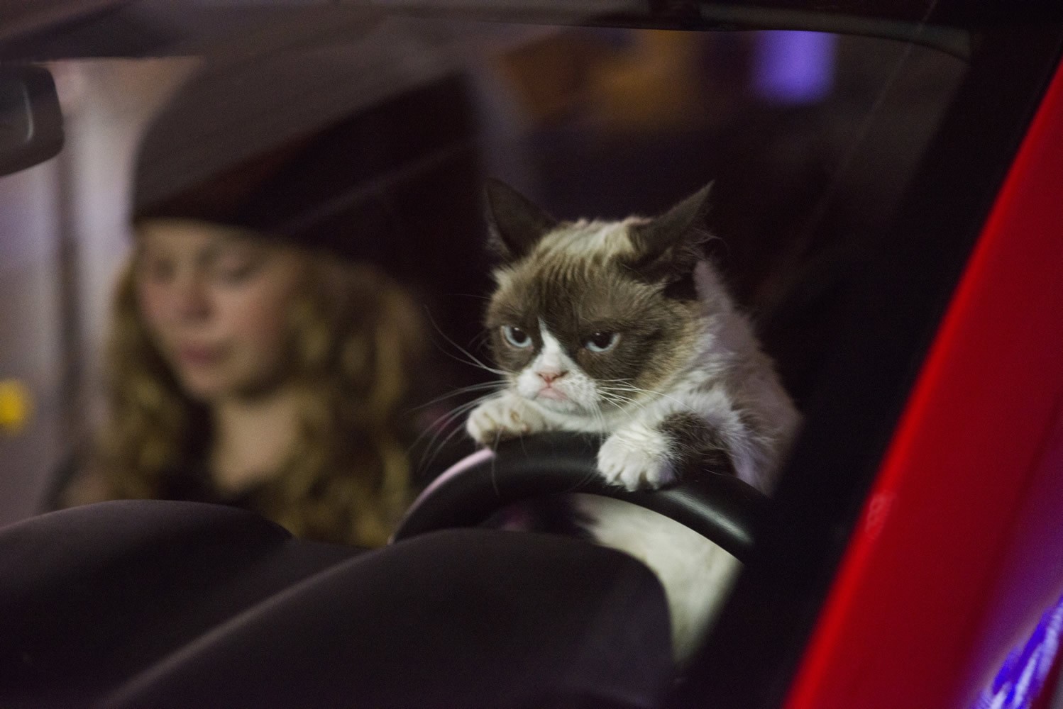 Grumpy Cat from Lifetime's Grumpy Cat's Worst Christmas Ever (2014)