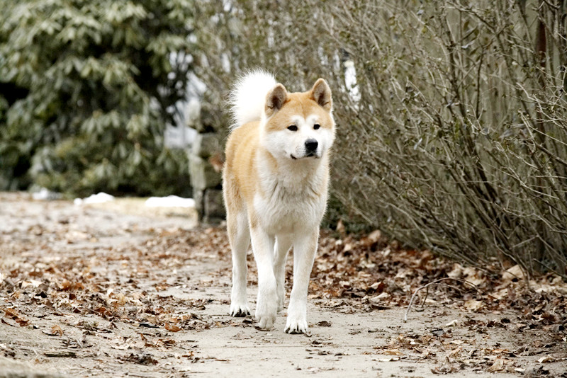 A scene from Consolidated Pictures Group's Hachiko: A Dog's Story (2009)