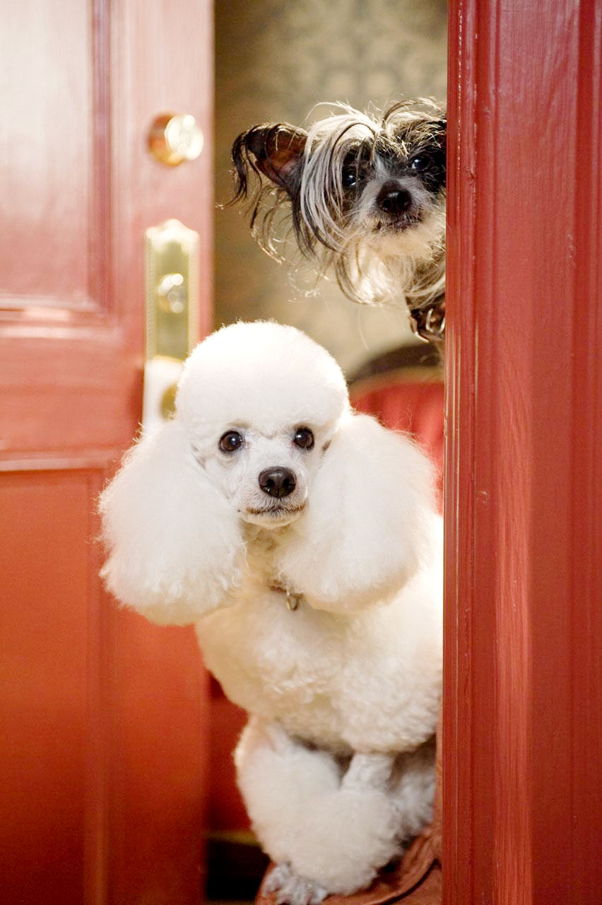 A scene from DreamWorks' Hotel for Dogs (2009)