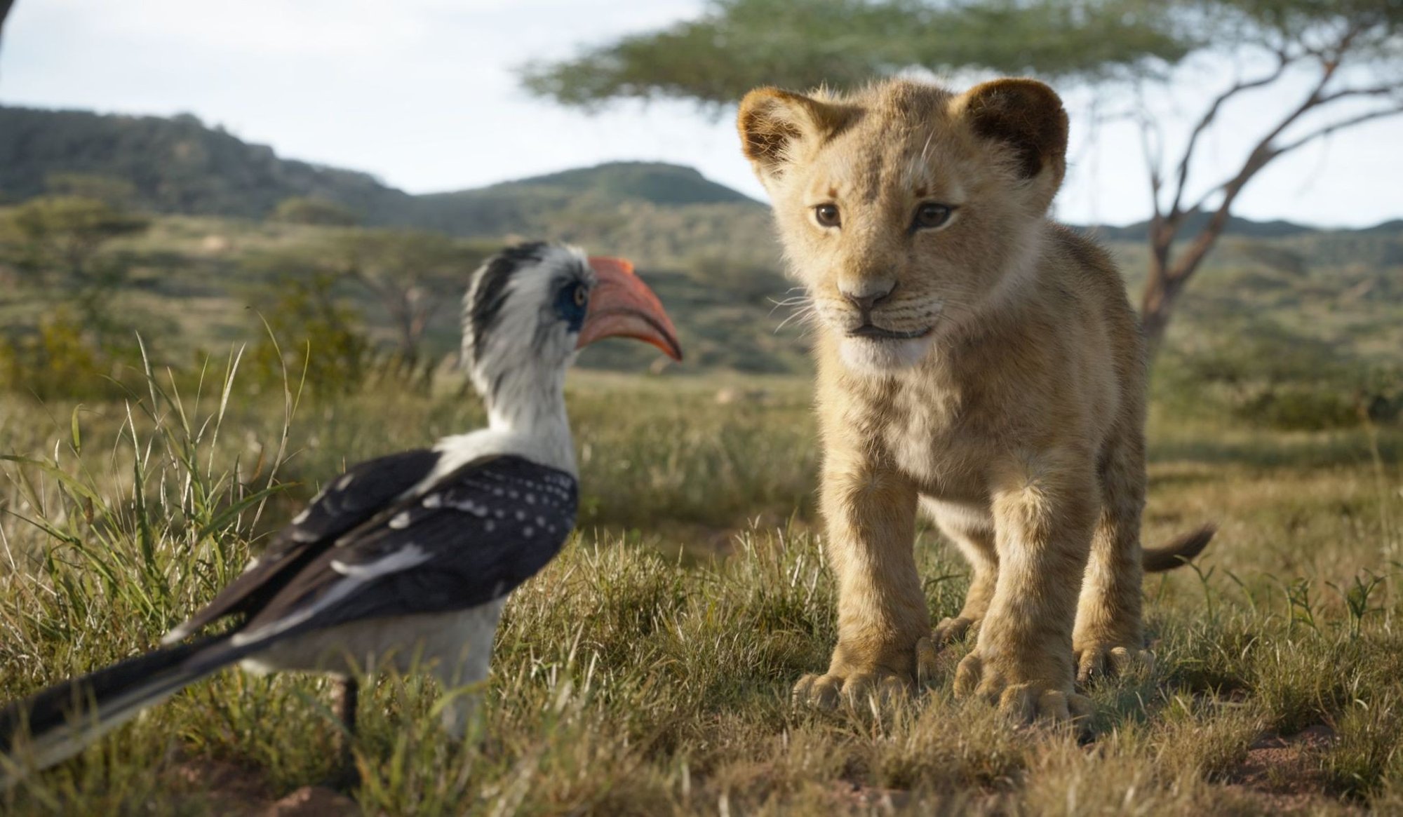 Zazu and Young Simba from Walt Disney Pictures' The Lion King (2019)