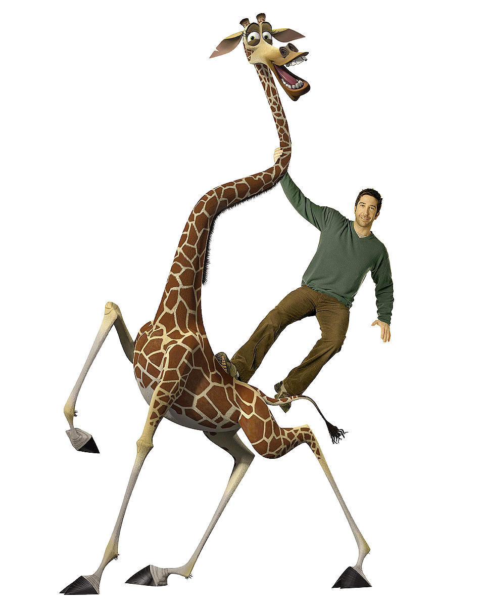 David Schwimmer voices Melman the giraffe in DreamWorks Pictures' Madagascar: Escape 2 Africa (2008)