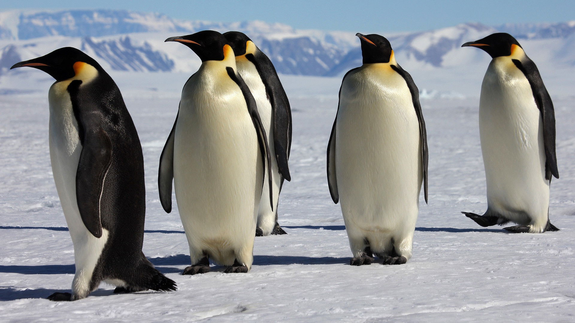 March of the Penguins (2005)