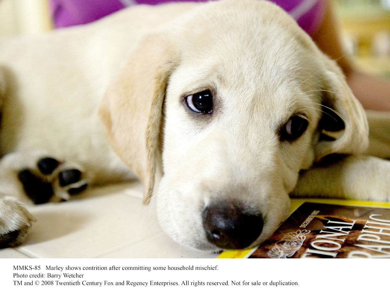 A scene from Fox 2000 Pictures' Marley & Me (2008). Photo credit by Barry Wetcher.