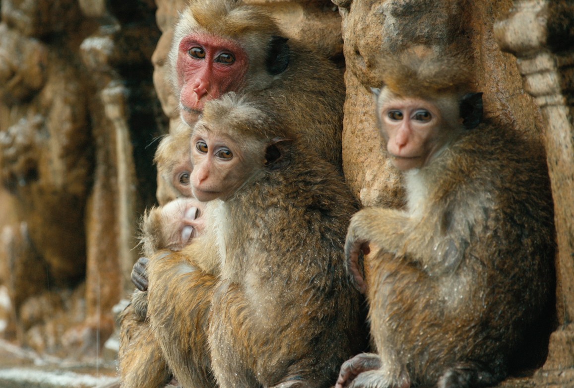 Monkey Kingdom Picture 6