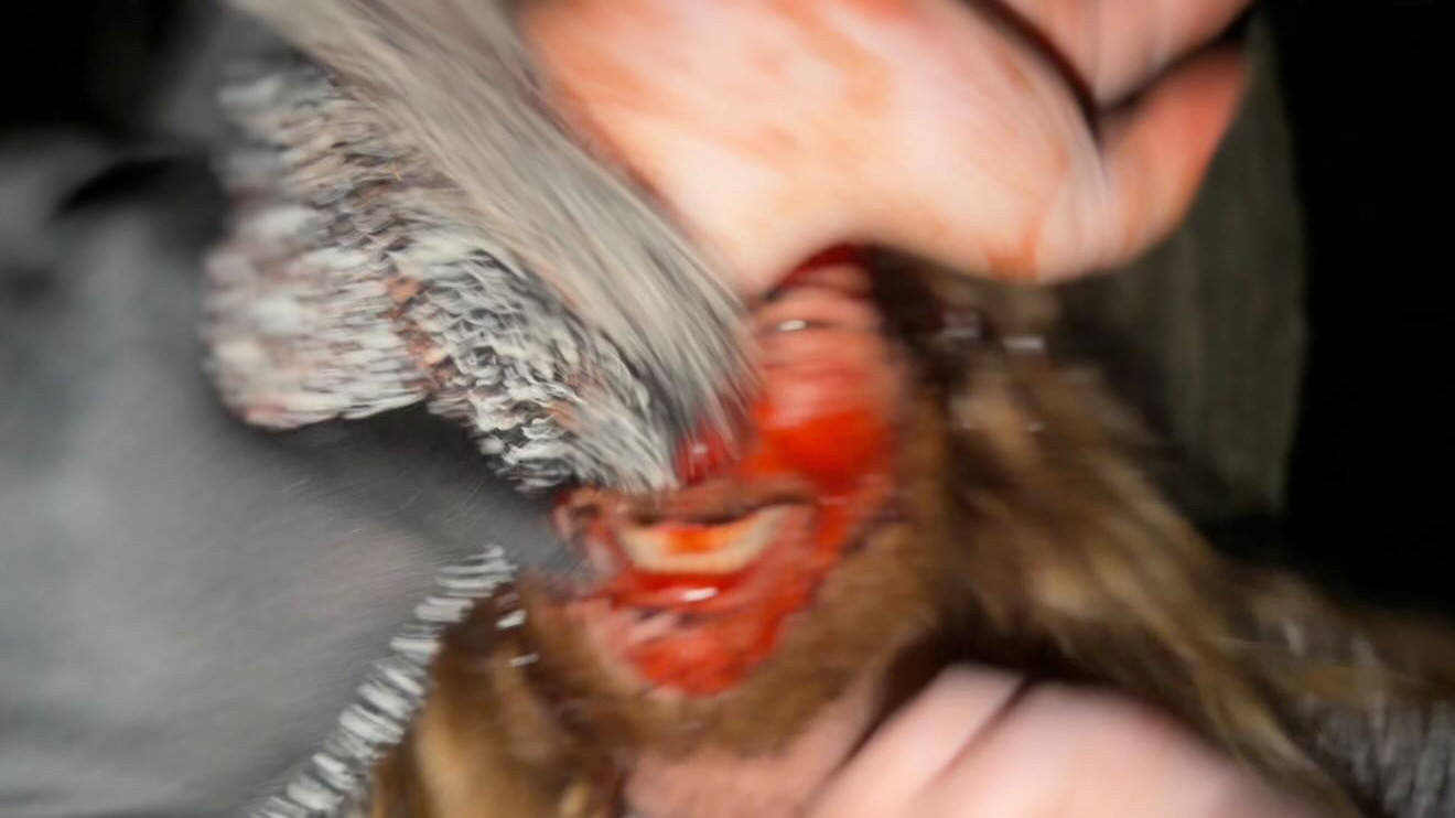 My Found Footage (2026)