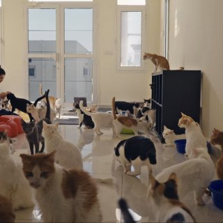 25 Cats From Qatar Picture 1
