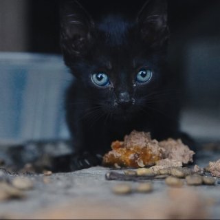 25 Cats From Qatar Picture 4