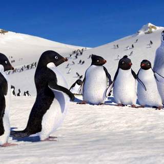 Happy Feet Picture 3